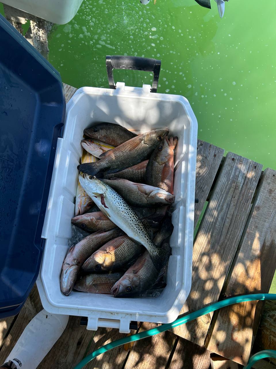 Cooler full of mixed fish beside green dock water
