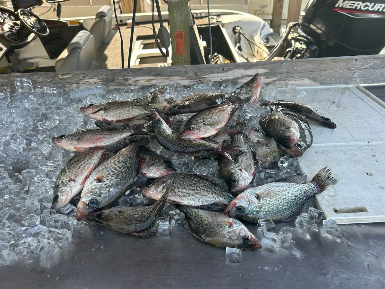 A dockside pile of crappie and mixed fish resting on ice beside the boat