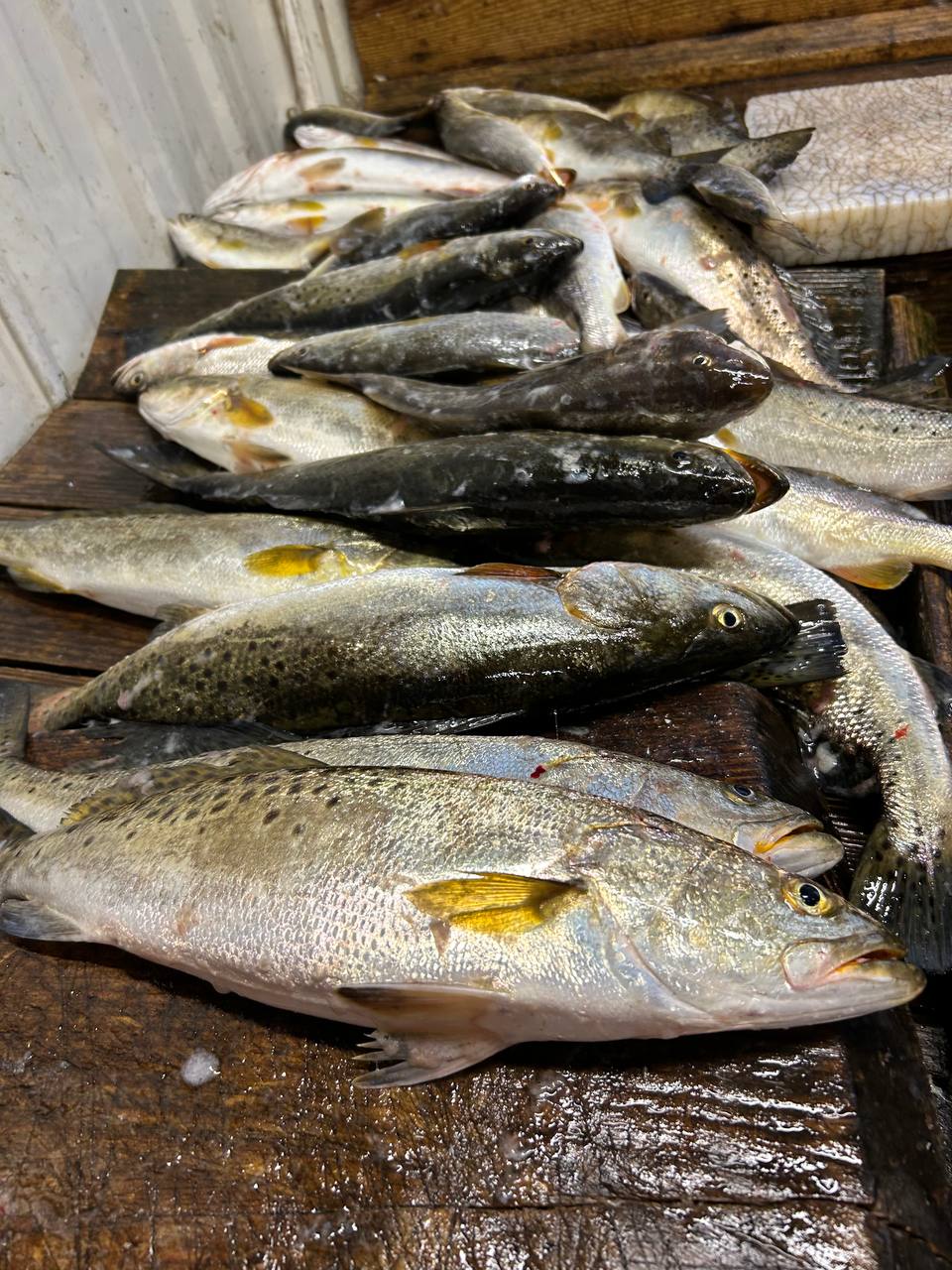 Speckled trout and other fish on a cleaning table